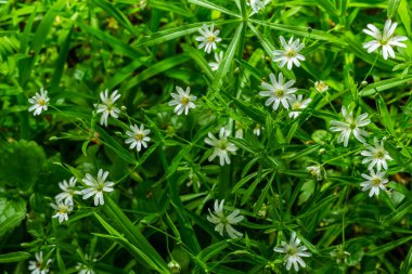 Stellaria sanal çayı. Tavuk otunun narin orman çiçekleri, Stellaria holostea ya da Echte Sternmiere. Çiçek arkaplanı. Doğal yeşil arka planda beyaz çiçekler. Bahar ormanında çiçekler.