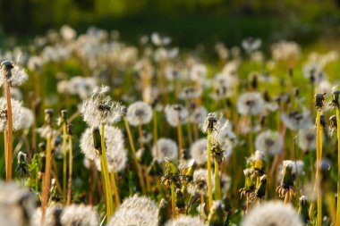 Güneşli bahar günlerinde çayırlardaki karahindiba çiçeklerinden oluşan narin yumuşacık bir çiçek..