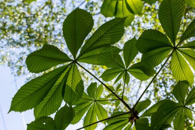 Yeşil Kestane Yaprakları güzel bir ışık tutuyor. Bahar mevsimi, bahar renkleri. Aesculus hipocastanum, at kestanesi..