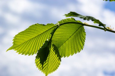 Hornbeam yaprağı güneşte. Taze yeşil yapraklı Hornbeam ağacı dalı. Güzel yeşil doğal arka plan. Bahar yaprakları.