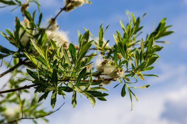 Salix atrocinerea. Olgun dişi kedi derileri, tohumlar ve yapraklarla dolu bir Jack Salce şubesine yakın çekim..