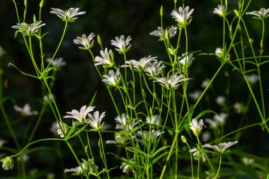 Stellaria sanal çayı. Tavuk otunun narin orman çiçekleri, Stellaria holostea ya da Echte Sternmiere. Çiçek arkaplanı. Doğal yeşil arka planda beyaz çiçekler. Bahar ormanında çiçekler.