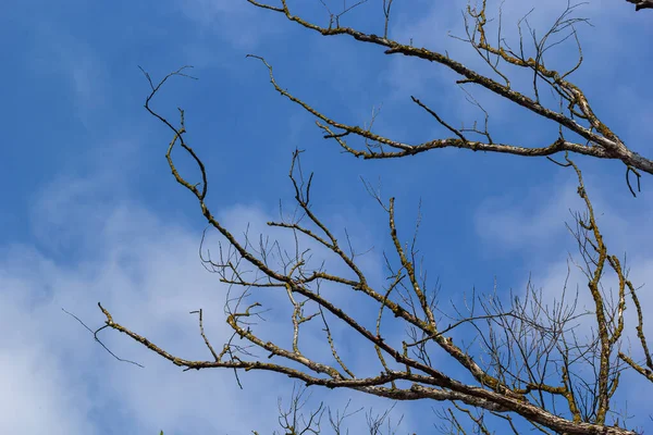 Branches Arbres Secs Sur Fond Ciel Bleu Concept Arbre Mort — Photo