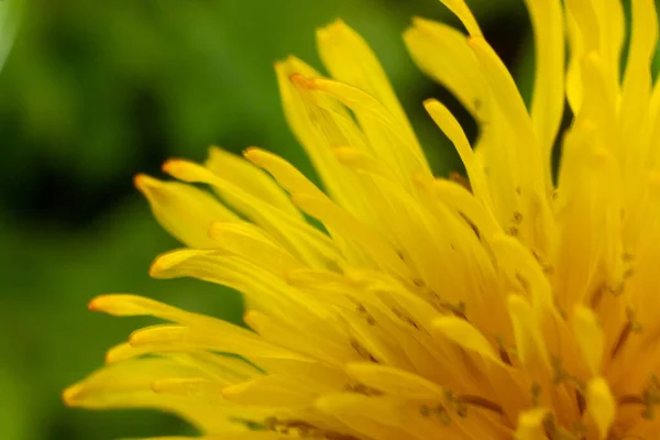 蒲公英黄色花与雨滴紧密相连 — 图库照片
