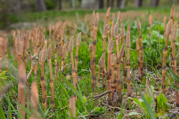 马尾草 Equisetum Arvense 是马尾草科的一种多年生草本植物 马尾草马尾草马尾草 — 图库照片
