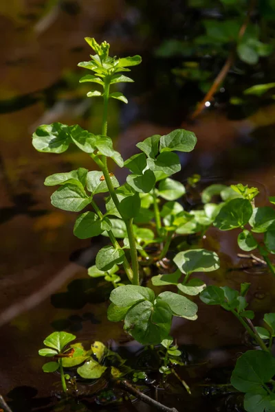 아마라 Cardamine Amara 별명은 크림이다 꽃피는 식물의 — 스톡 사진