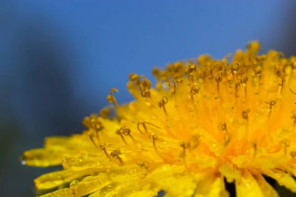 Gele Madeliefjes Bloeien Regen Stuifmeelkorrels Zijn Bedekt Met Waterdruppels — Stockfoto