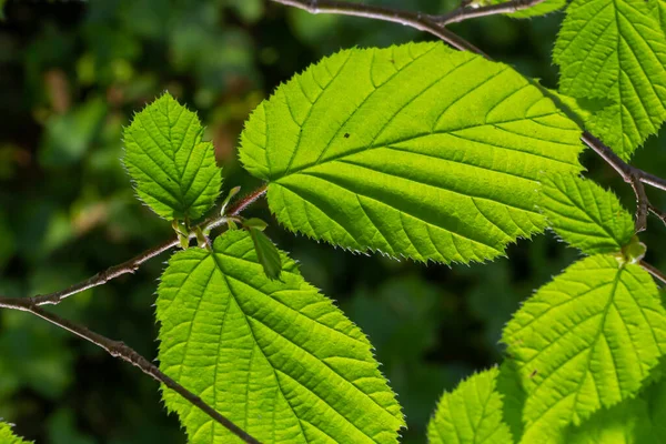 春に新緑色のヘイゼルの葉が枝に接近し 背景がぼやけて半透明の構造をしています 自然背景 — ストック写真