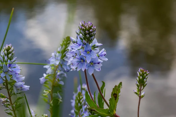 Closeup Brlliant Blue Flowers Germander Speedwell Veronica Prostrata Growing Spring — Stock Photo, Image