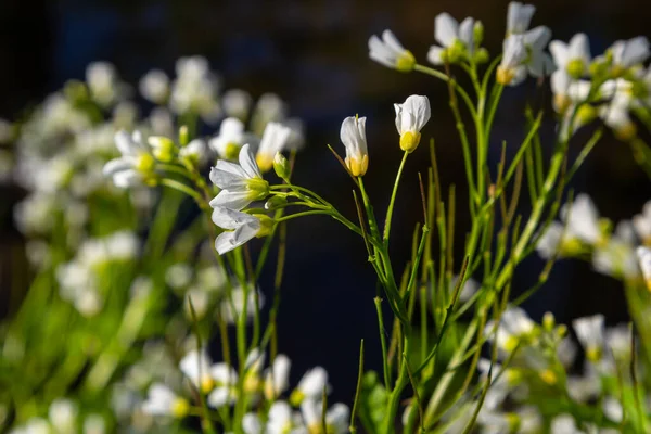 아마라 Cardamine Amara 별명은 크림이다 꽃피는 식물의 — 스톡 사진