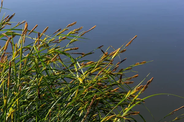 Carex Acuta Που Απαντάται Ότι Αναπτύσσεται Στις Παρυφές Ποταμών Και — Φωτογραφία Αρχείου