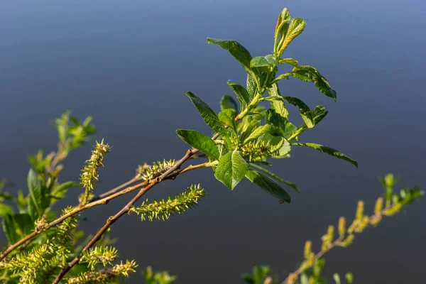 Bunga Salix Viminalis Hari Yang Cerah Bunga Bakung Willow Musim — Stok Foto