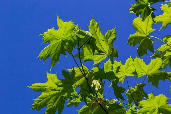 Πράσινα Φρέσκα Φύλλα Σφενδάμου Μακροεντολή Μπλε Ουρανό Καλοκαίρι Ηλιόλουστη Μέρα — Φωτογραφία Αρχείου