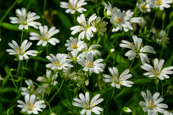 stock image Stellaria holostea. delicate forest flowers of the chickweed, Stellaria holostea or Echte Sternmiere. floral background. white flowers on a natural green background. flowers in the spring forest.