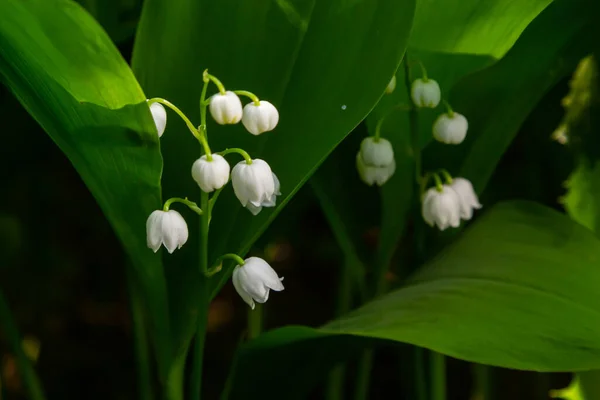 Lily Doliny Kwiaty Convallaria Majalis Małymi Białymi Dzwoneczkami Makro Zbliżenie — Zdjęcie stockowe