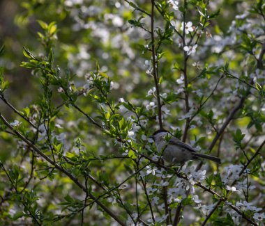 A marsh tit Poecile palustris perches on a tree in nature.