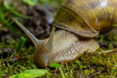 Helix pomatia ayrıca Romalı salyangoz, Burgundy salyangozu, yenilebilir salyangoz veya salyangoz, Helicidae familyasından bir karasal pulmonat yumuşakçasıdır..