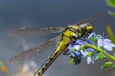 Dragonfly Gomphus vulgatissimus yeşil arka plan makro görüntüsünün önünde çiğ tanesiyle. Kanatlarda. Güneşli bir yaz sabahının mavi çiçekleri.