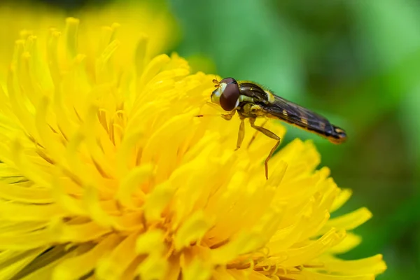 Dişi Longfly Sphaerophoria Betiği Bir Karahindiba Yaprağının Üzerinde Oturur — Stok fotoğraf