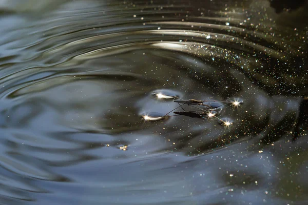 昆虫Gerris Lacustris 普通池塘滑雪者 Common Pond Skater或Common Water Strider 是一种在欧洲发现的能在水面上快速移动且有疏水性腿的水族动物 — 图库照片