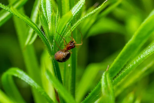 stock image macro shot of Metellina spider on tip of green leaf, wildlife in natural environment.