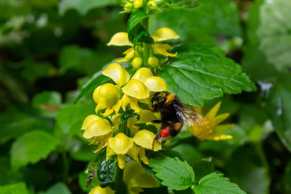 Bombus Terrestri 'si, güneşli yaz gününde ormanda sarı başmelek Lamium galeobdolon' u tozlaştırıyor..