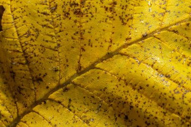Sarı bir yaprağın makro fotoğrafı, renkli sonbahar yaprakları. Altın sarısı yaprak dokusu kapanıyor. Makro fotoğrafçılık.