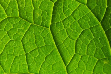 Arkaplan için soyut yeşil yaprak dokusu. Doğal çevre, ekolojik kavram.