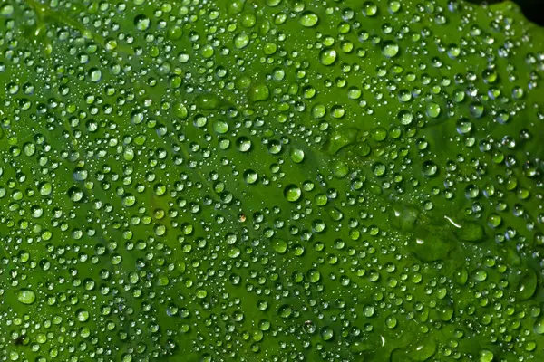 Grandes Gotas Hermosas Agua Lluvia Transparente Una Macro Hoja Verde —  Fotos de Stock