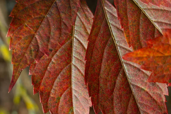 Macro Photo Autumn Foliage Red Leaf Texture Close Perfect Seasonal — Stock Photo, Image