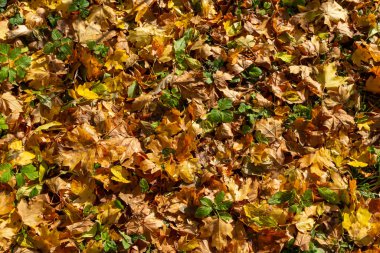 Düşen sonbahar yapraklarının renkli arkaplan resmi mevsimsel kullanım için mükemmel.