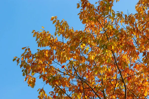 stock image Yellow-green leaves of an autumn tree against a blue sky.