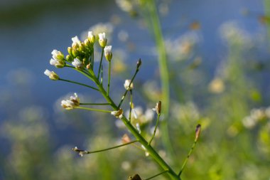 Capsella bursa-pastoris, çoban çantası olarak bilinir. Tarım ve bahçe ekinlerinde yaygın ve yaygın bir ot. Doğal ortamda tıbbi bitki.