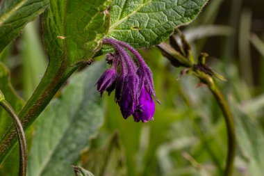 Çayırda, yabani otların arasında Comfrey Symphytum officinale çiçek açıyor..