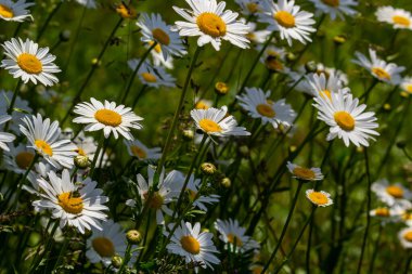 Çayırda yetişen papatya çiçekleri, beyaz papatyalar. Oxeye papatya, Leucanthemum vulgare, Papatya, Dox-eye, Common papatya, Dog papatya, Bahçe konsepti.