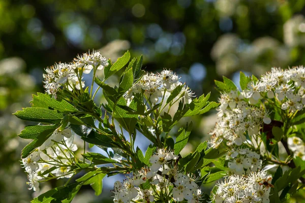 Yaygın atmacalı diken ya da bir tohum Crataegus Monogyna ilkbahar taze yeşil yaprakları .