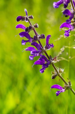 Salvia pratensis, Lamiaceae familyasından Avrupa, Batı Asya ve Kuzey Afrika 'ya özgü bir bitki türüdür..