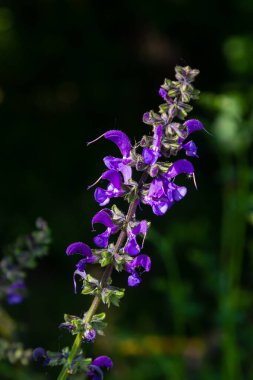 Salvia pratensis, Lamiaceae familyasından Avrupa, Batı Asya ve Kuzey Afrika 'ya özgü bir bitki türüdür..