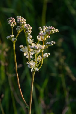Flowering spring meadow. Filipendula vulgaris, commonly known as dropwort or fern-leaf dropwort. Place for text, blurred background.