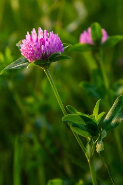 Trifolium pratense, kırmızı yonca. Yazın çayırdaki değerli çiçekleri toplayın. Şifalı ve bal taşıyan bitki, yem ve halk tıbbında tıbbi olarak yontulmuş yabani otlar..