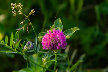 Trifolium pratense, kırmızı yonca. Yazın çayırdaki değerli çiçekleri toplayın. Şifalı ve bal taşıyan bitki, yem ve halk tıbbında tıbbi olarak yontulmuş yabani otlar..