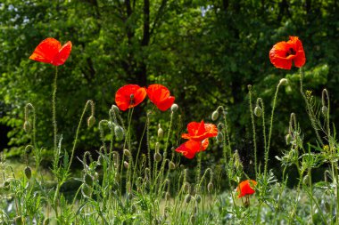 Papaver rhoeas veya yaygın gelincik, Papaveraceae familyasından kırmızı yapraklı yıllık otçul bitkidir..