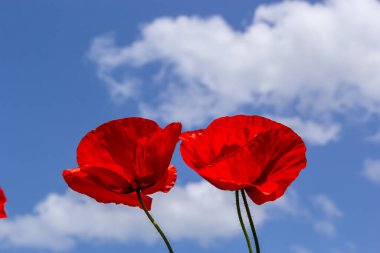 Papaver rhoeas veya yaygın gelincik, Papaveraceae familyasından kırmızı yapraklı yıllık otçul bitkidir..
