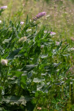 Melampyrum arvense, Orobanchaceae familyasından bir bitki türü olan Melampyrum 'dur..