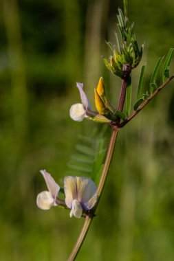 Vicia lutea - pürüzsüz sarı vetch. Çayırda güneşli bir günde ilkbahar kır çiçekleri.