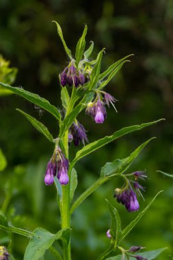 Çayırda, yabani otların arasında Comfrey Symphytum officinale çiçek açıyor..