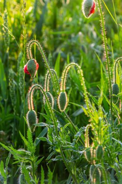 Papaver rhoeas veya yaygın gelincik, Papaveraceae familyasından kırmızı yapraklı yıllık otçul bitkidir..