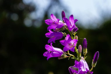 Yaz bahçesinde arka planı bulanık olan yakın plan campanula sibirica..