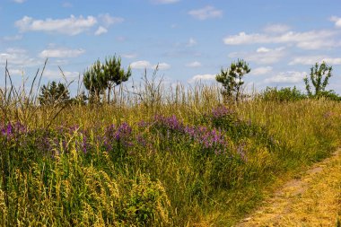 Vetch, vicia cracca değerli bal bitkisi, yem ve tıbbi bitki. Kırılgan mor çiçek arkaplanı. Yünlü ya da Fodder Vetch bahar bahçesinde çiçek açar..