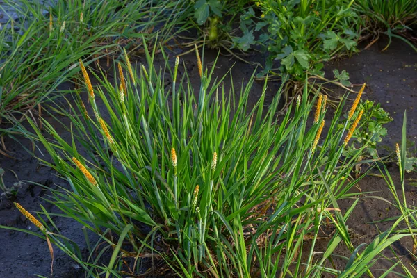花を咲かせるオレンジ色の草原の近くアロペクルス アエクアリス Alpecurus Aequalis 略称の尾またはオレンジ色の尾として知られている草の一般的な種です — ストック写真